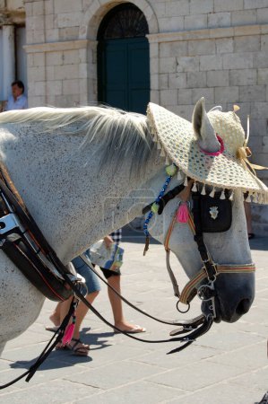 Foto de Vista de cerca de caballo vestido - Imagen libre de derechos