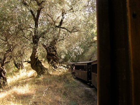 Téléchargez les photos : Train et oliviers - en image libre de droit