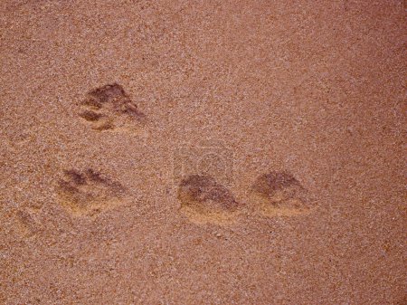 Téléchargez les photos : Empreintes d'animaux en sable, vue rapprochée - en image libre de droit
