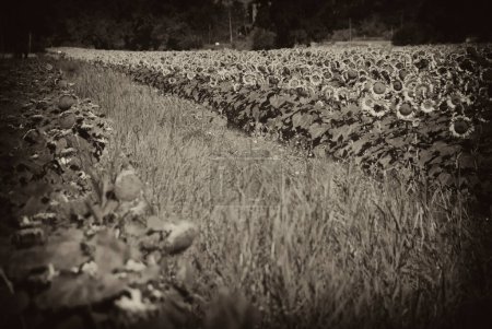 Téléchargez les photos : Prairie de tournesols en Toscane - en image libre de droit