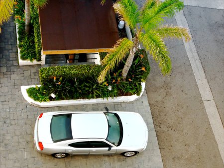 Photo for Birds eye view on car and palm tree - Royalty Free Image