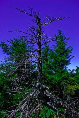 Photo for Dead tree against sky - Royalty Free Image