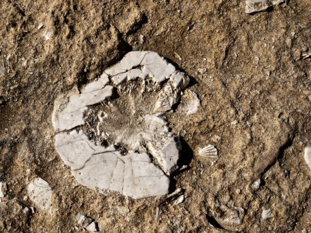 Foto de Vista superior de erizo de mar fosilizado - Imagen libre de derechos