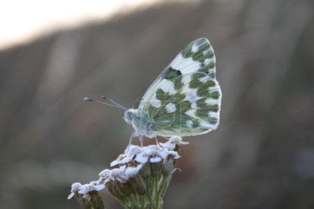 Téléchargez les photos : Petit papillon, vue de jour - en image libre de droit