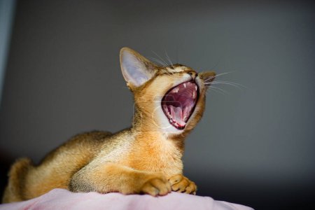 Photo for Young Abyssinian cat in action - Royalty Free Image
