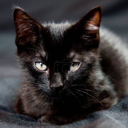 Téléchargez les photos : Belle vue rapprochée petit chat - en image libre de droit