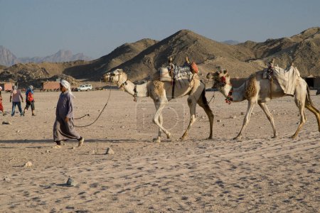 Foto de Camellos de los beduinos - Imagen libre de derechos