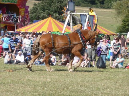 Téléchargez les photos : Suffolk Punch Heavy Horse 31st August 2009 - en image libre de droit