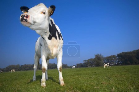 Foto de Una vaca en el campo con cielo azul - Imagen libre de derechos