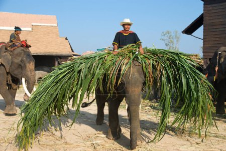Téléchargez les photos : Le tour d'horizon annuel des éléphants à Surin 2010 - en image libre de droit