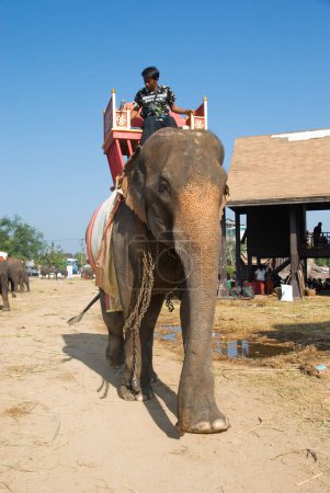Téléchargez les photos : Le rassemblement annuel des éléphants à Surin, Thaïlande - en image libre de droit