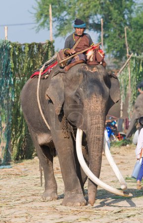 Photo for The Annual Elephant Roundup in Surin, Thailand - Royalty Free Image