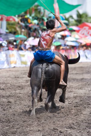 Foto de Carreras anuales de búfalos en Chon buri 2009, hombre sobre ganado toro - Imagen libre de derechos