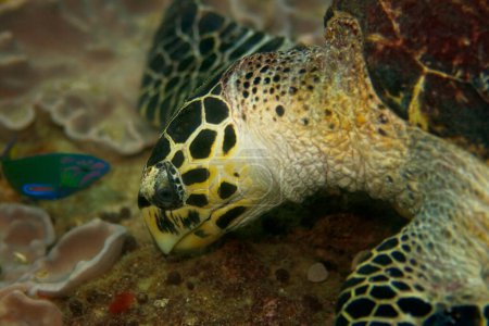 Photo for "Hawksbill turtle. Amazing underwater world concept - Royalty Free Image