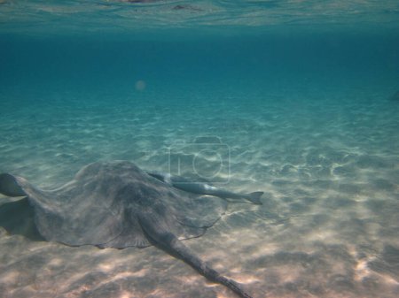 Photo for Sting ray and stingray in water at bahamas - Royalty Free Image