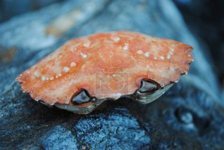 Foto de Cangrejo rojo en las rocas en el agua de mar - Imagen libre de derechos