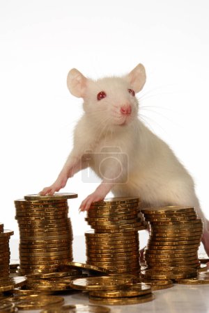 Photo for Rat on gold coins - Royalty Free Image