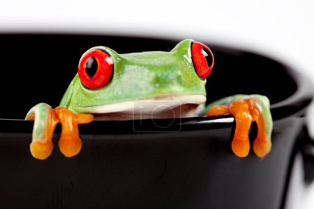 Photo for Portrait of Frog on cup - Royalty Free Image
