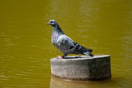 Téléchargez les photos : Pigeon gris gros plan - en image libre de droit