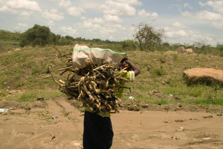Foto de Mujer recogiendo madera en el campo - Imagen libre de derechos