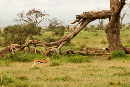 Foto de Scenic African shot of A strolling gazelle - Imagen libre de derechos