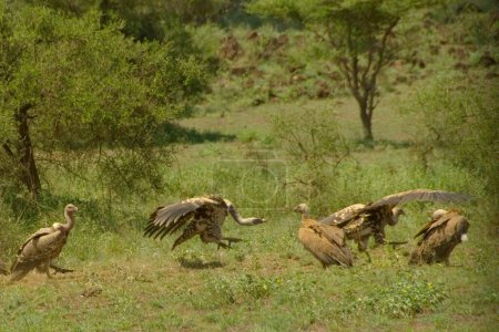 Foto de Scenic African shot of Chasing vultures" - Imagen libre de derechos