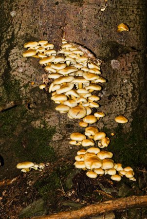 Téléchargez les photos : Champignons sur tronc d'arbre en forêt - en image libre de droit