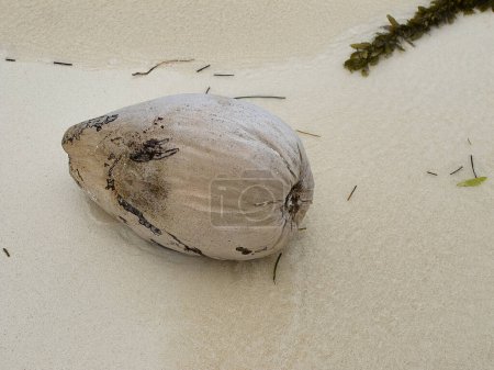 Photo for Washed up coconut, close up - Royalty Free Image