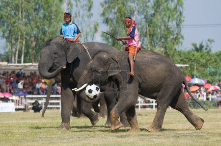 Téléchargez les photos : Le rassemblement annuel des éléphants à Surin, Thaïlande - en image libre de droit