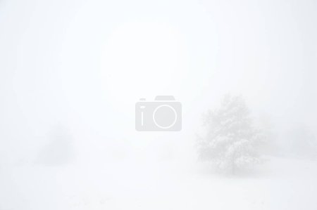 Photo for Cold winter in forest - Royalty Free Image
