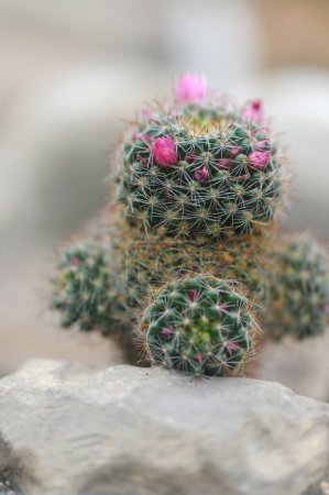 Foto de Planta de cactus pequeño de floración verde - Imagen libre de derechos