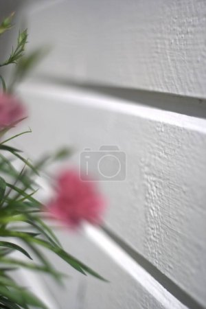 Photo for Flowers near white wall on background, close up - Royalty Free Image