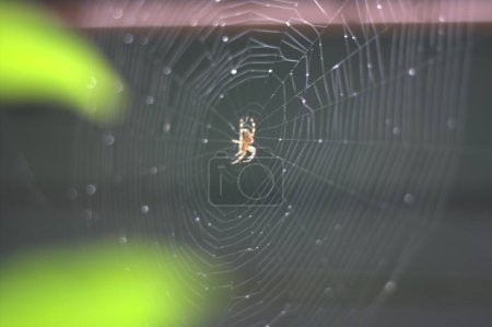Photo for Closeup of spider with spiderweb - Royalty Free Image