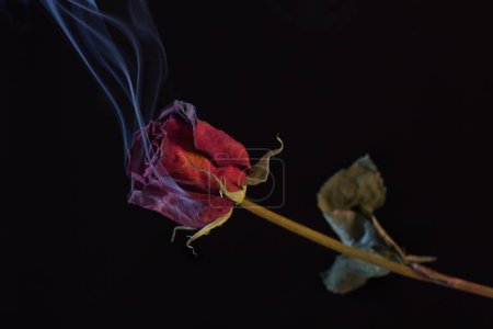Téléchargez les photos : Fumer Rose rouge isolé sur noir - en image libre de droit