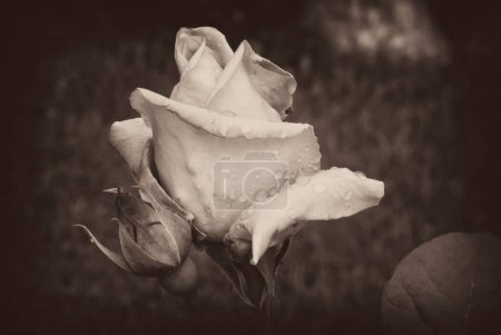 Téléchargez les photos : Vue rapprochée de belle rose, concept d'été - en image libre de droit