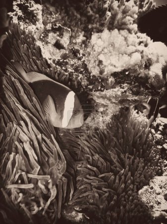 Foto de "Nemo Fish en la Gran Barrera de Coral. Increíble concepto de mundo submarino - Imagen libre de derechos