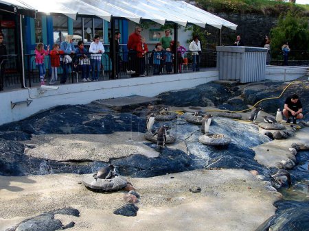 Foto de Estilo de vida escandinavo: personas en el zoológico observando a los pingüinos - Imagen libre de derechos