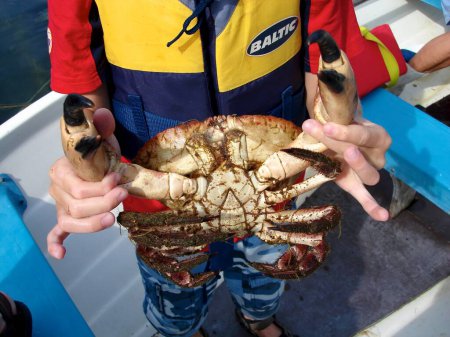 Téléchargez les photos : Style de vie scandinave - enfant tenant un gros crabe - en image libre de droit