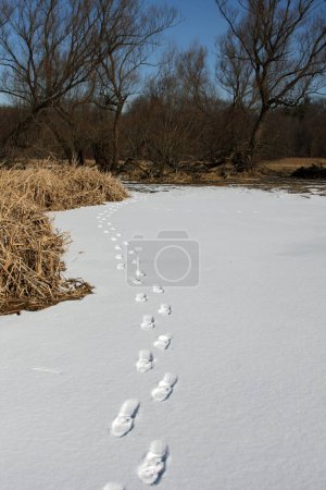 Téléchargez les photos : Empreintes de pieds dans la forêt d'hiver - en image libre de droit