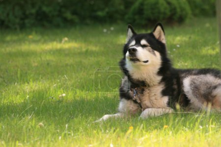 Téléchargez les photos : Alaskan Malamute chien sur herbe verte - en image libre de droit