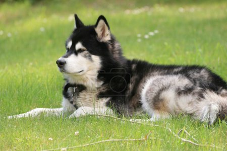 Photo for Alaskan Malamute dog on green grass - Royalty Free Image