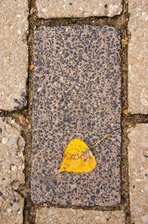 Foto de Hoja amarilla sobre pavimento viejo - Imagen libre de derechos