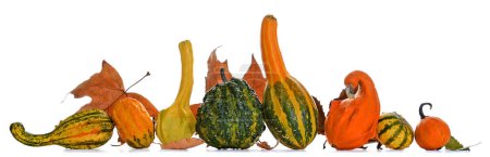 Photo for Gourds with autumn leaves on white background - Royalty Free Image