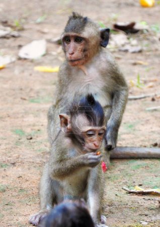 Téléchargez les photos : La mère singe a sorti le bébé pour manger - en image libre de droit