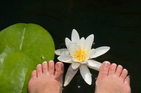 Téléchargez les photos : Pétales de nénuphar. fleur de lotus - en image libre de droit