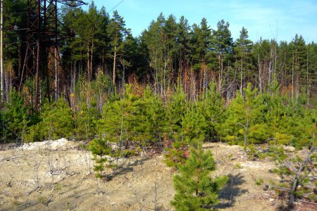 Téléchargez les photos : Paysage de forêt de pins le jour - en image libre de droit