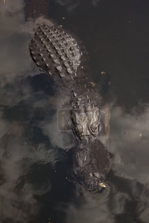 Foto de Cocodrilo en el Parque Nacional Everglades. - Imagen libre de derechos