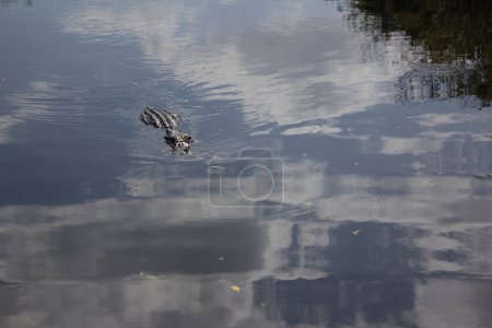 Photo for Alligator in Everglades National Park. - Royalty Free Image
