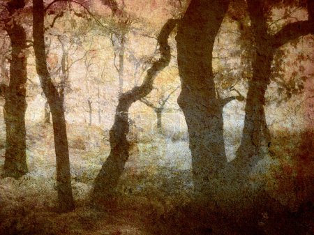 Photo for Morning light in forest. grungy nature background - Royalty Free Image