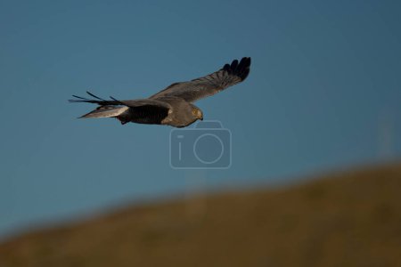 Téléchargez les photos : Cinereous Harrier volant dans le ciel - en image libre de droit